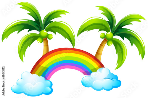 A rainbow and the coconut trees