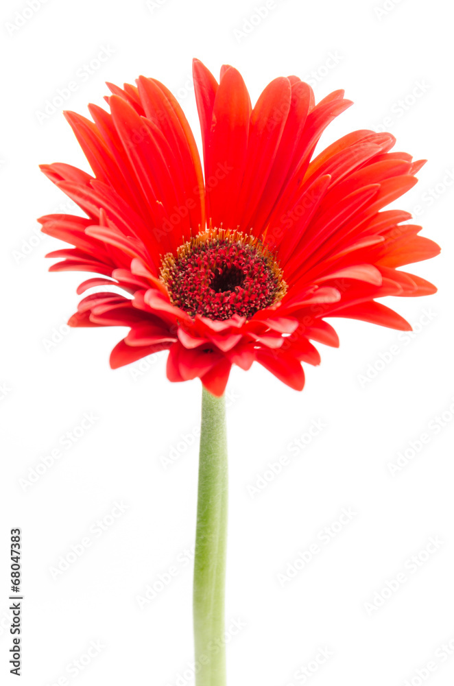 Gerbera