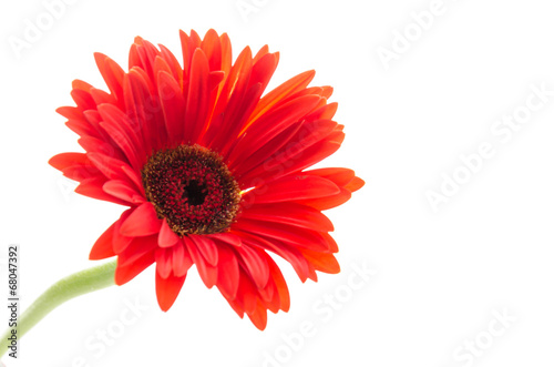 Gerbera