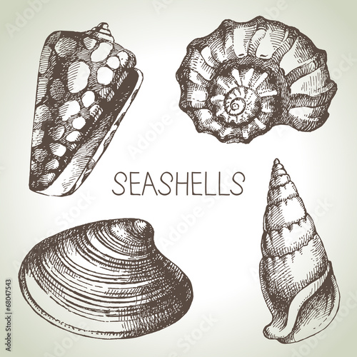 Seashells hand drawn set. Sketch design elements