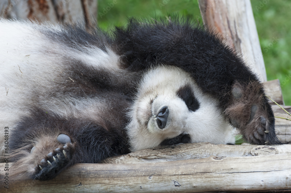 Fototapeta premium Giant panda bear sleeping