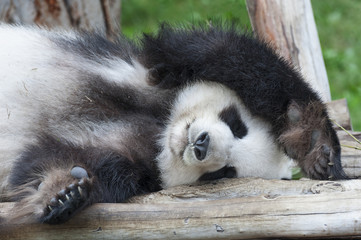Fotobehang Panda Reuzenpanda slaapt languit in boom  © leeyiutung