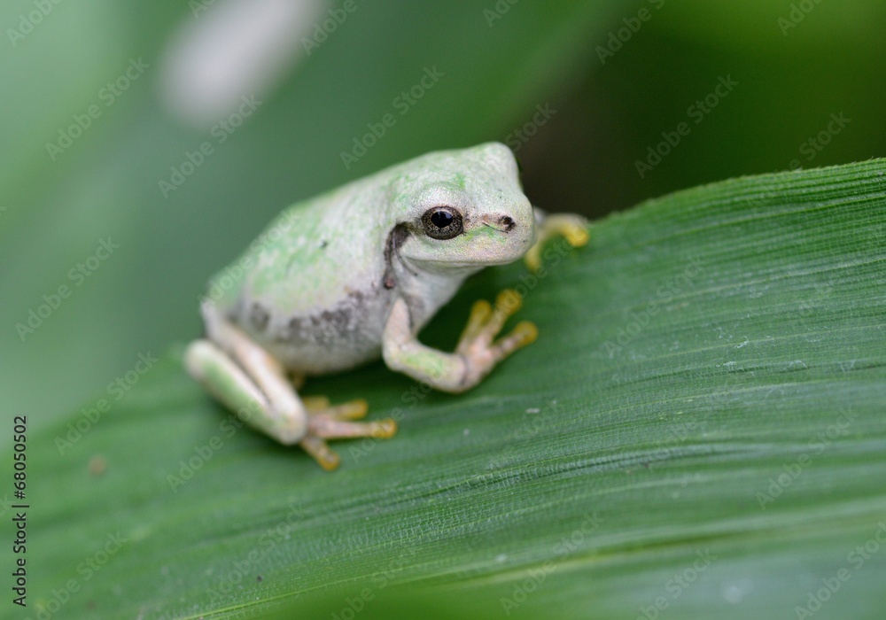 Obraz premium 白い蛙