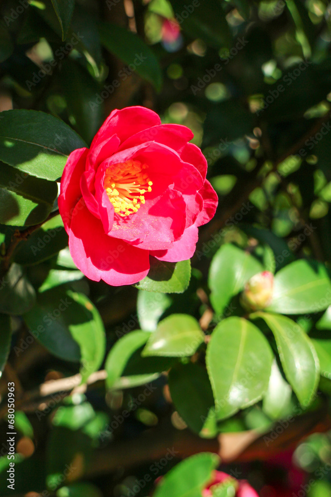 椿の花　東京