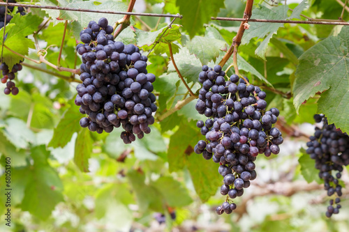 Grapes