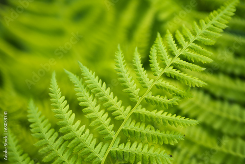 Fresh green fern leaves in the forest