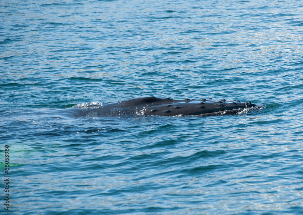 Naklejka premium Humpback whale