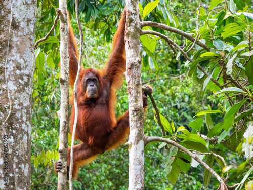 Female Borneo Orangutan at the Semenggoh Nature Reserve, Kuching