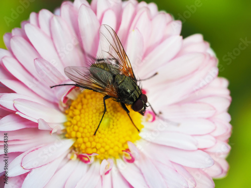 Fly on flower