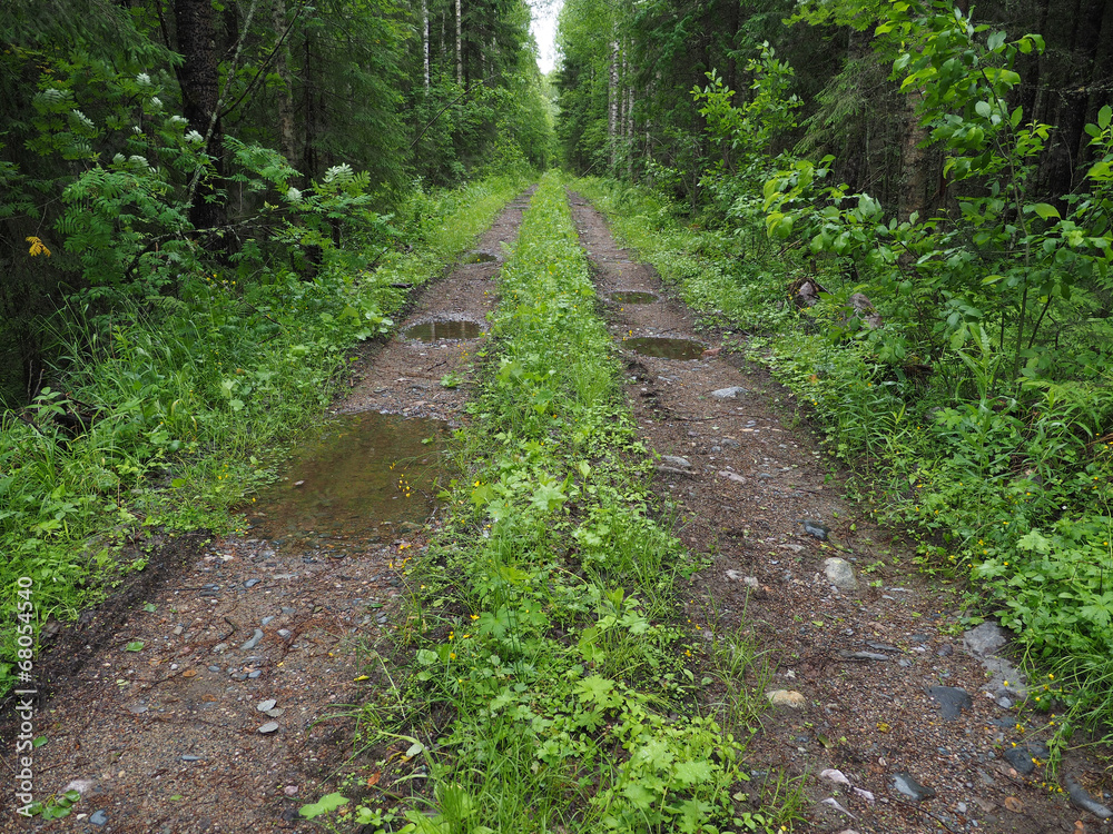 dirt road in the woods