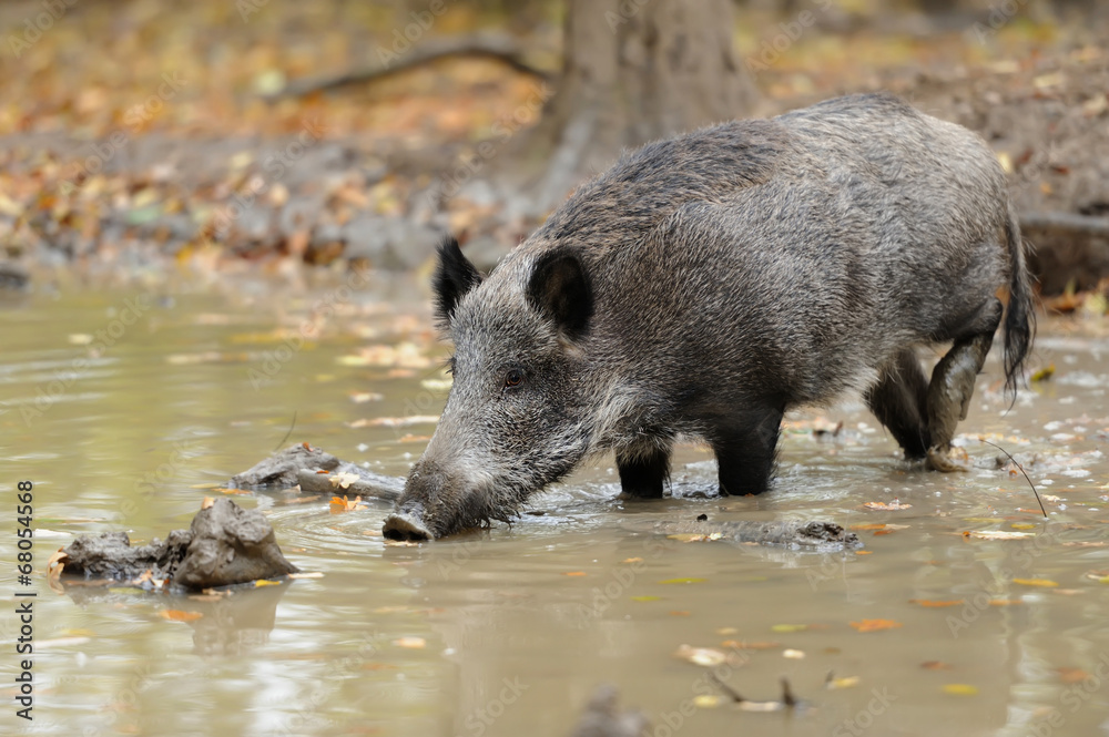 Wild boar