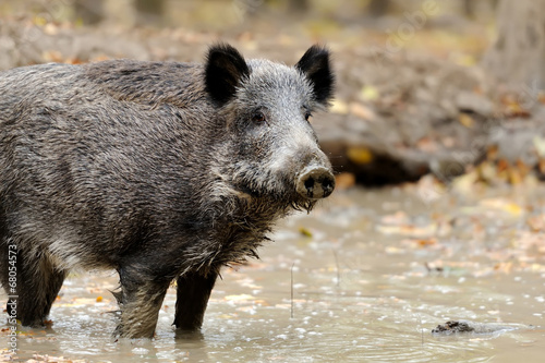 Wild boar © byrdyak