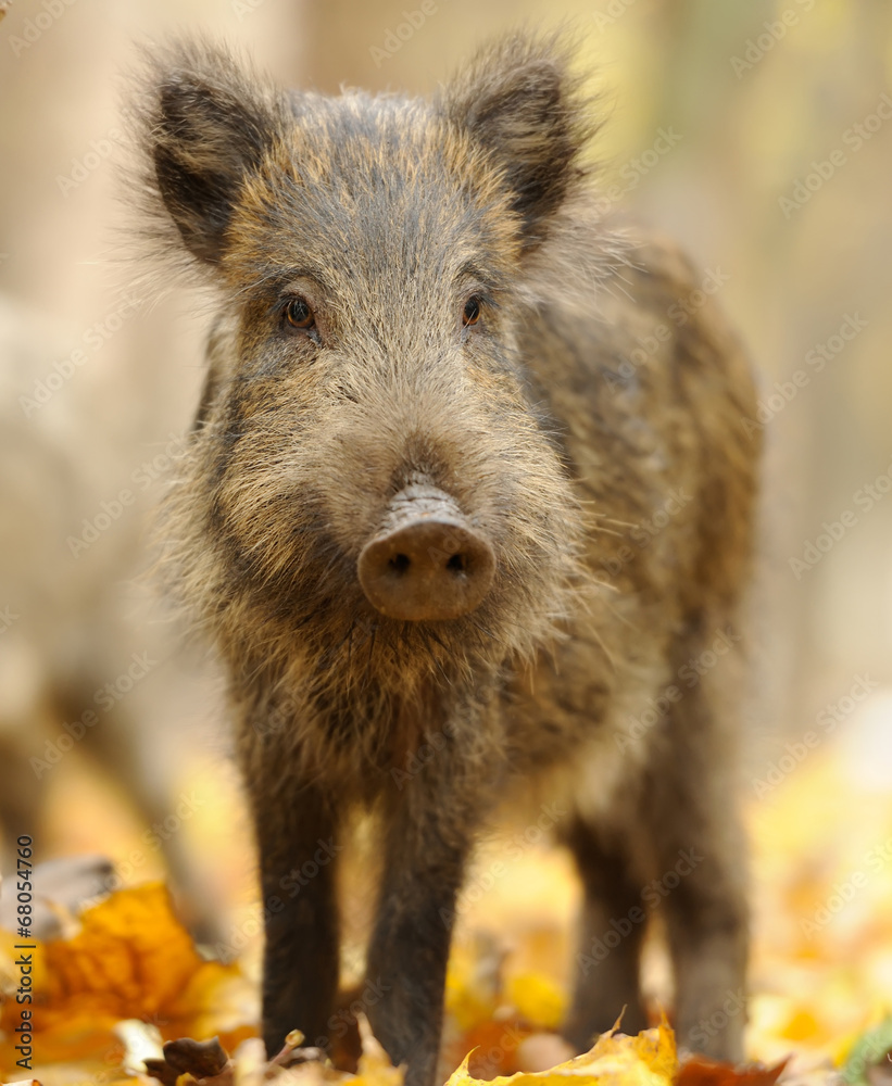 Wild boar