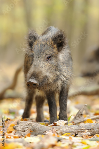 Wild boar