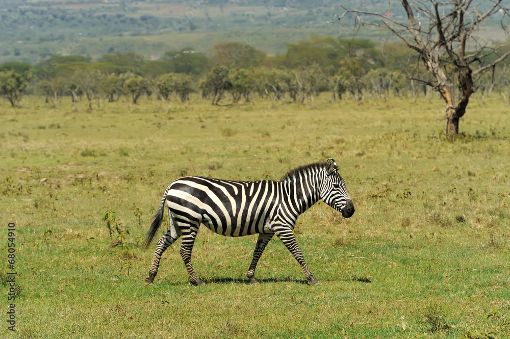 Naklejka premium Zebra
