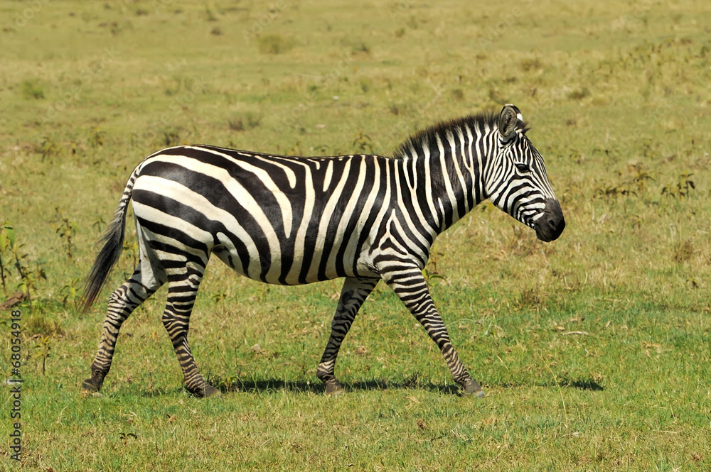 Naklejka premium Zebra