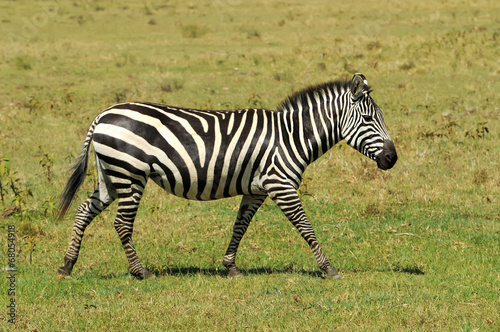 Zebra