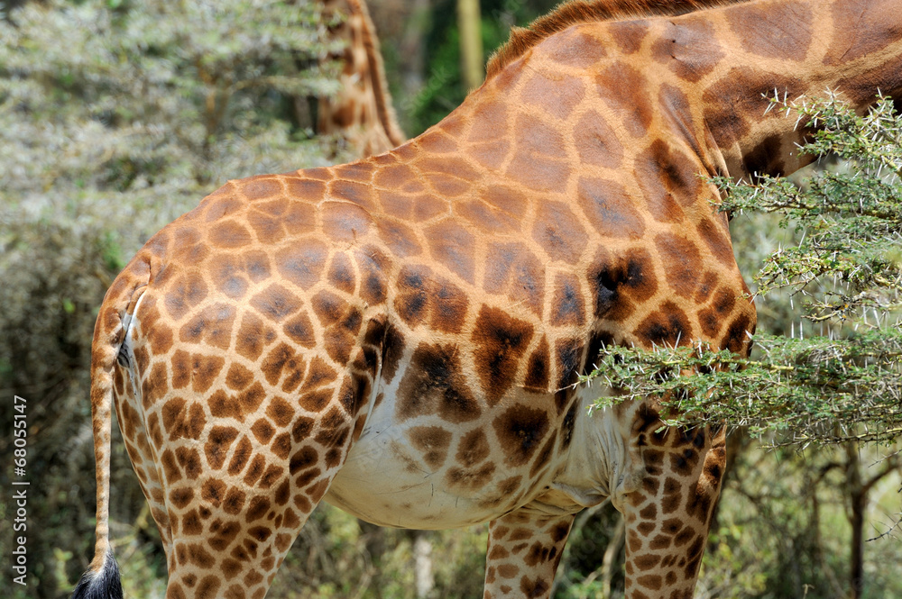 Obraz premium Giraffe