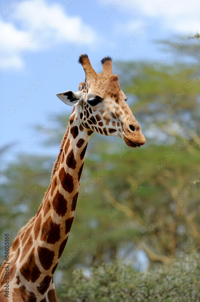 Giraffe