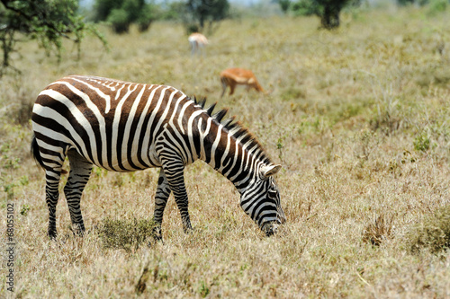 Zebra
