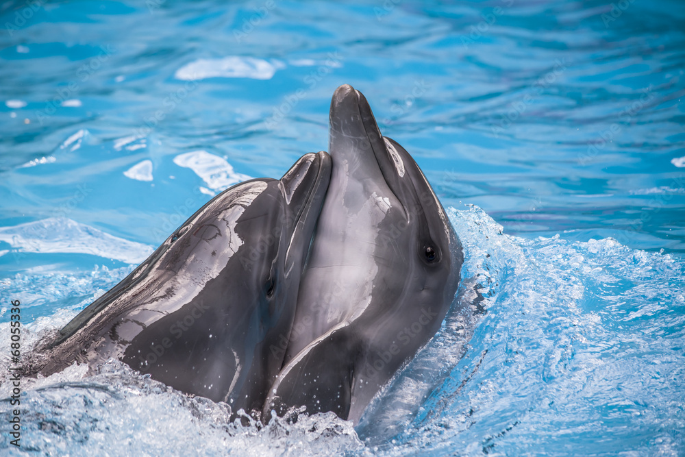 Fototapeta premium dolphin