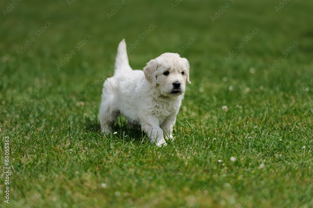 Baby swiss shepherd sitting