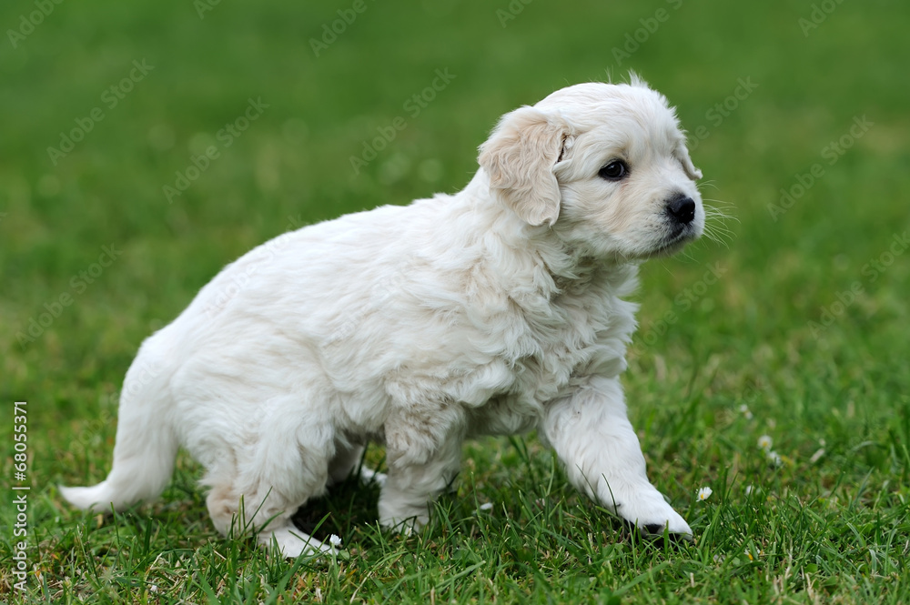 Baby swiss shepherd sitting