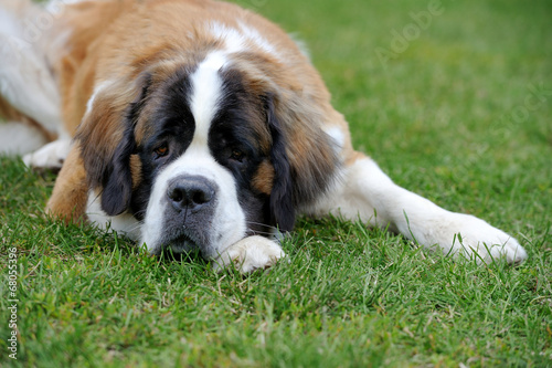 Tableau sur toile Saint bernard puppy