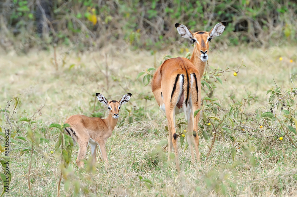 Baby impala with his mother Baby impala with his mother