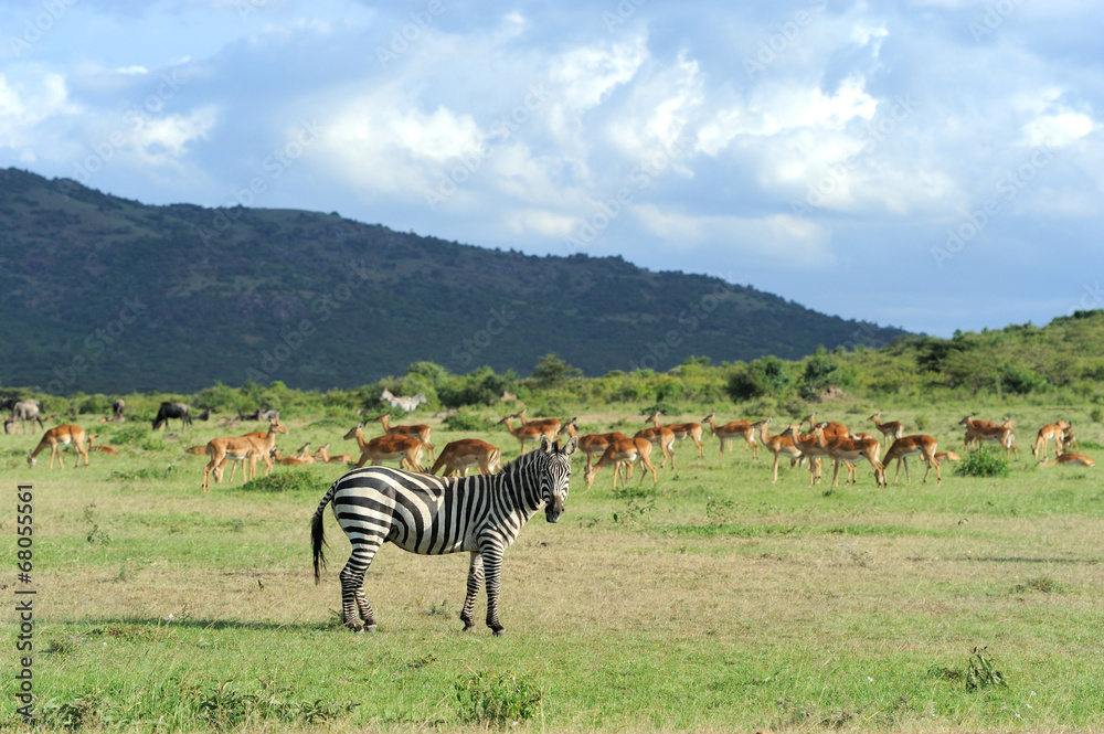 Naklejka premium Zebra