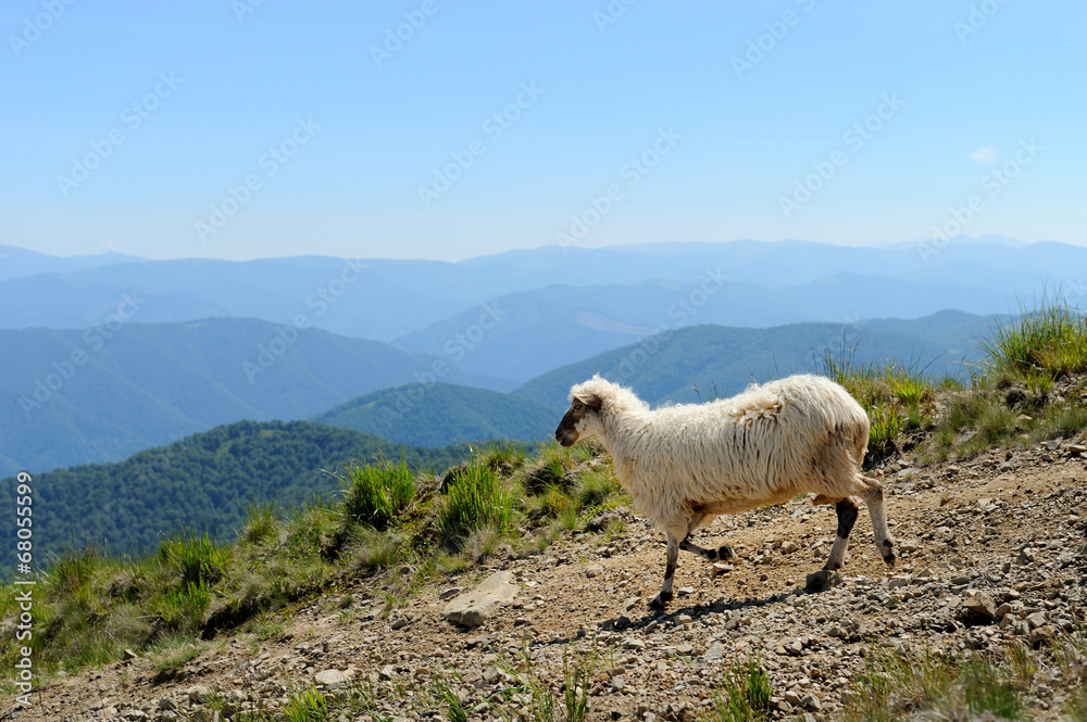 Obraz premium Sheep in mountain