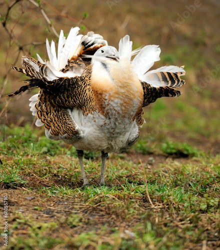 Photos Great Bustard (Otis tarda)