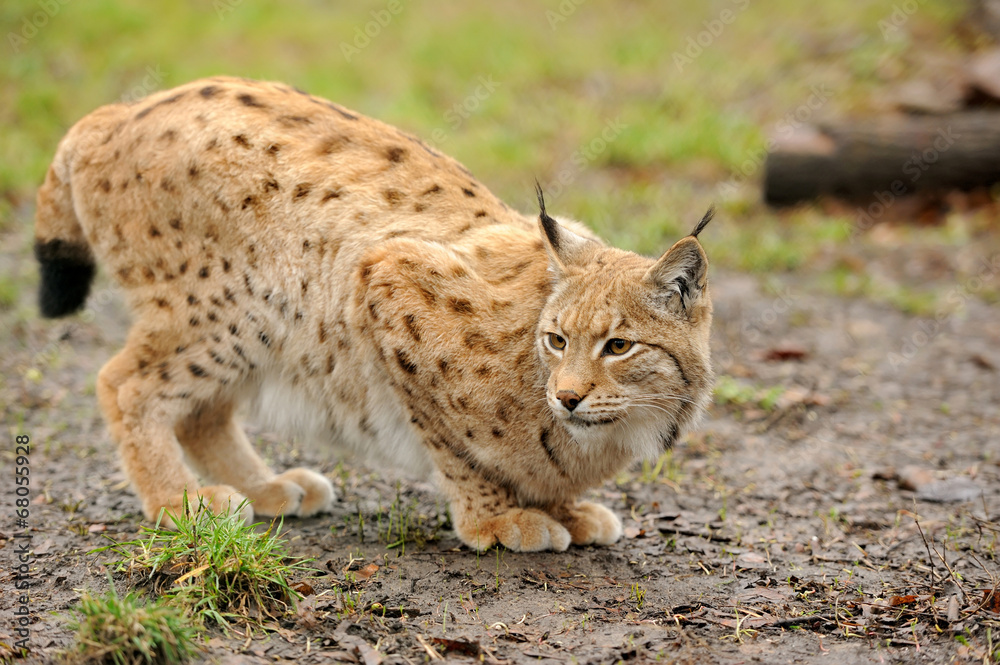 Obraz premium Young lynx