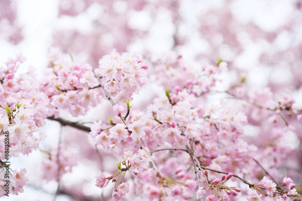 桜の花 桜の花