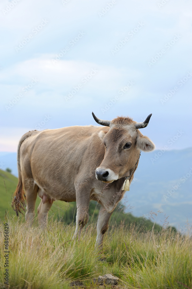 Cow in nature Cow in nature