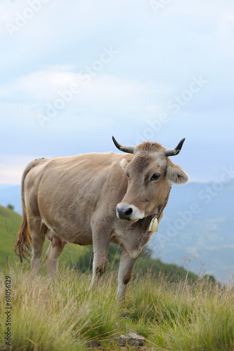 Fototapeta Naklejka Na Ścianę i Meble -  Cow in nature