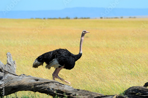 Ostrich © byrdyak