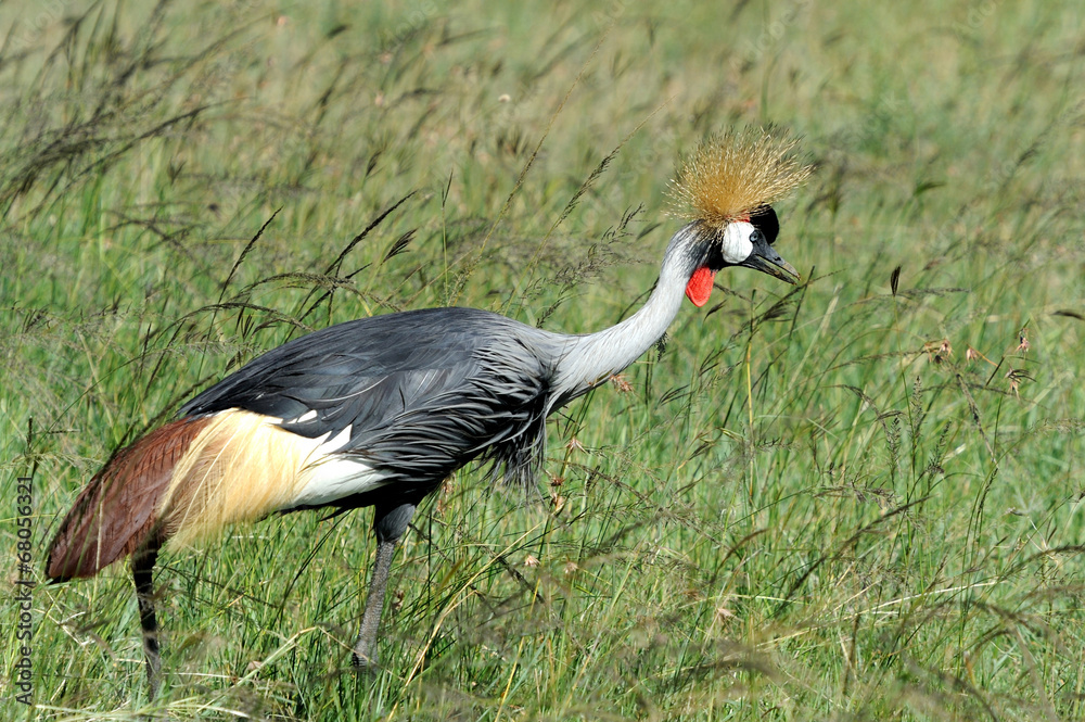 Fototapeta premium Crowned crane