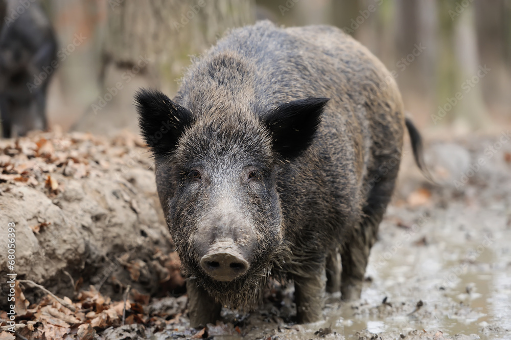 Wild boar Wild boar