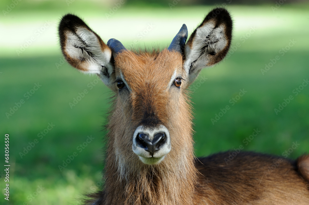 Fototapeta premium Waterbuck