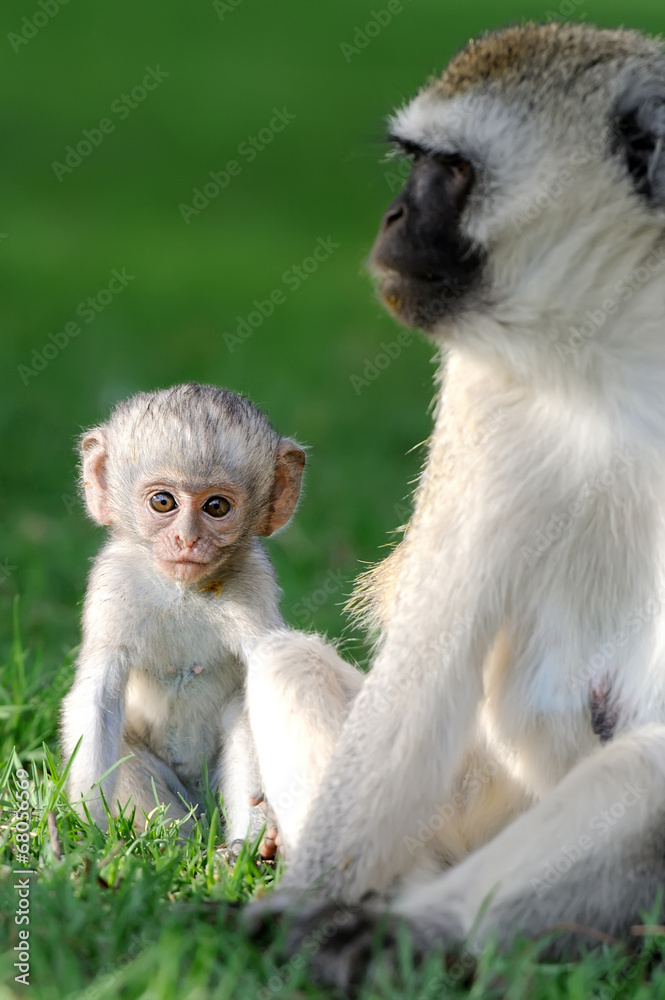 Obraz premium Vervet monkey