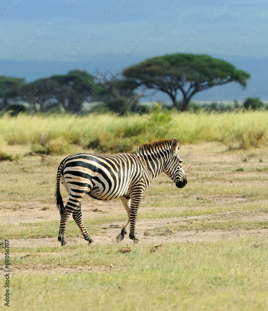Obraz premium Zebra