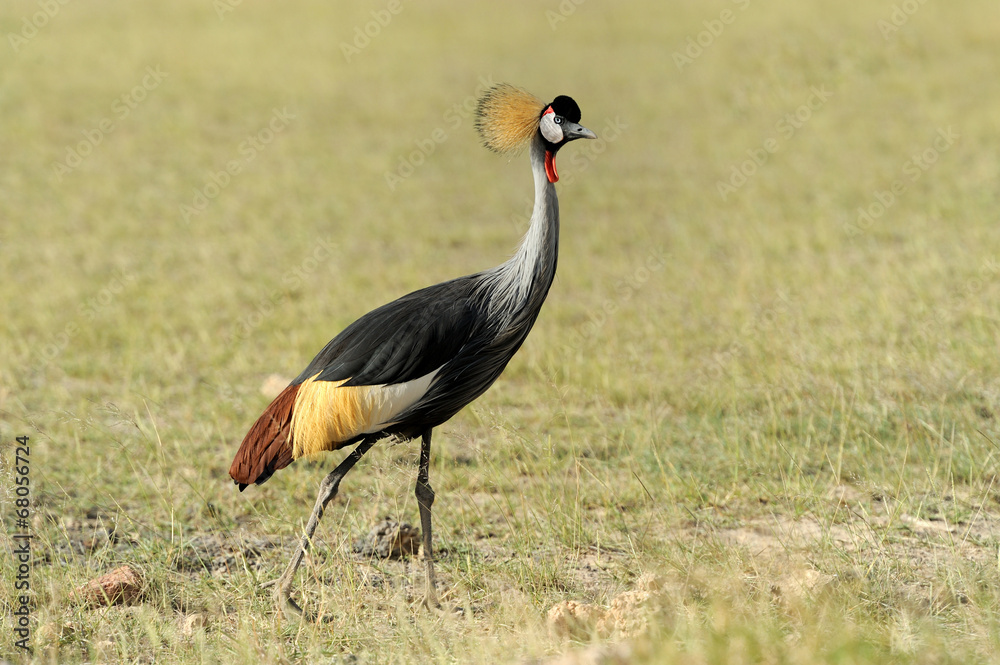 Fototapeta premium Crowned crane