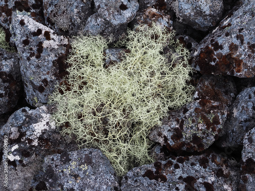 lichen on the rocks photo