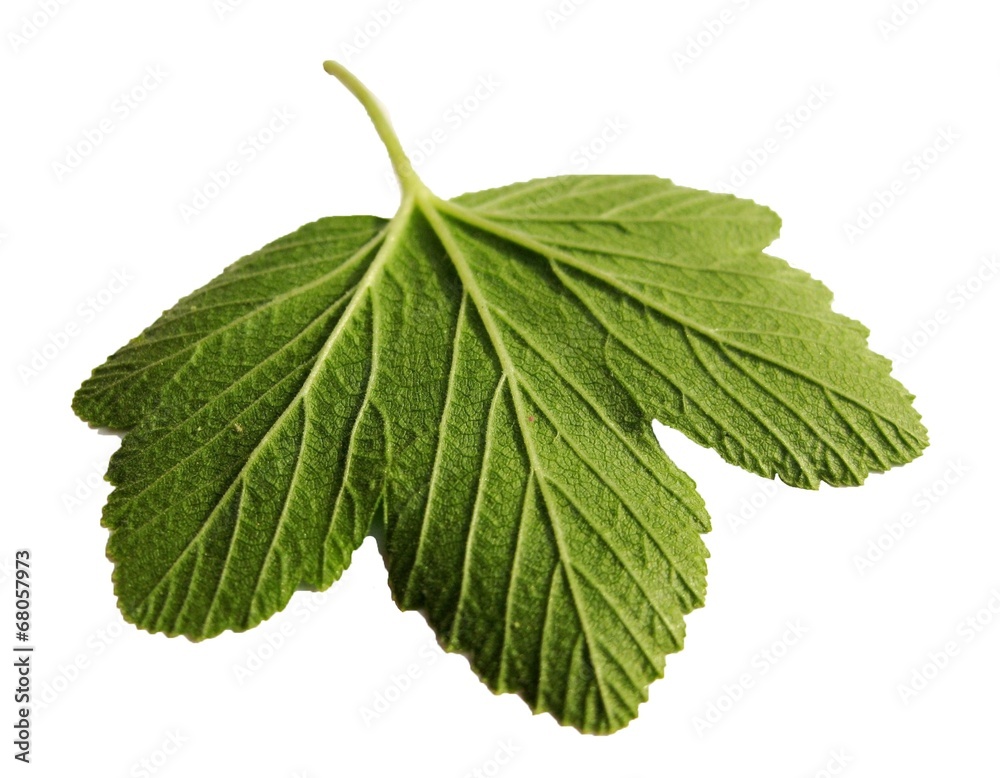 leaf leaf