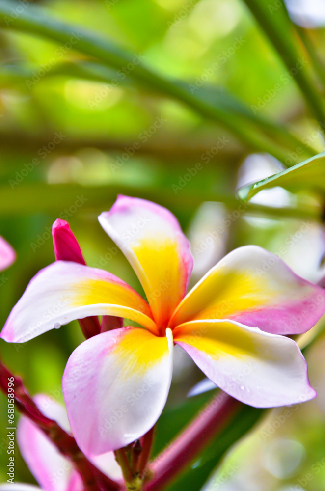 Plumeria. Beautiful pink inflorescence Plumeria. Beautiful pink inflorescence