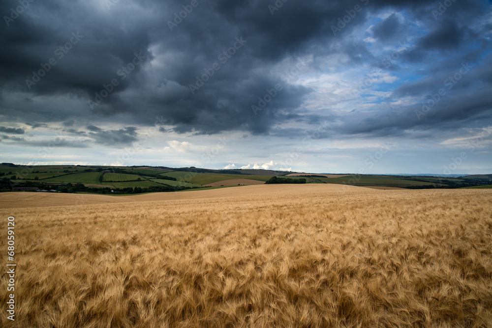 Stunning wheat field landscape under Summer stormy sunset sky