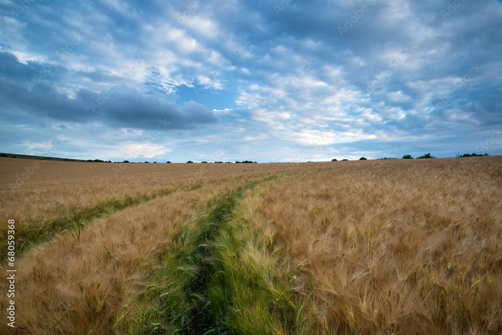 Stunning wheat field landscape under Summer stormy sunset sky