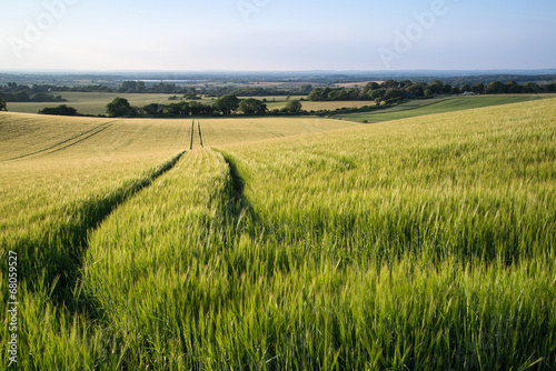 Beautiful landscape wheat field in bright Summer sunlight evenin