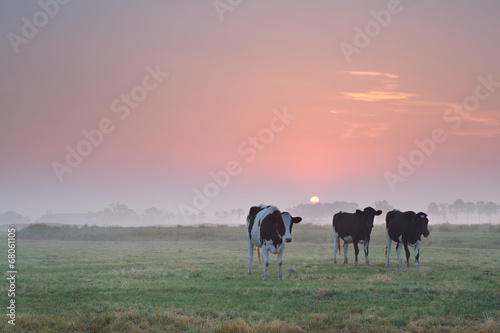 cows on pasture at misty sunrise © Olha Rohulya